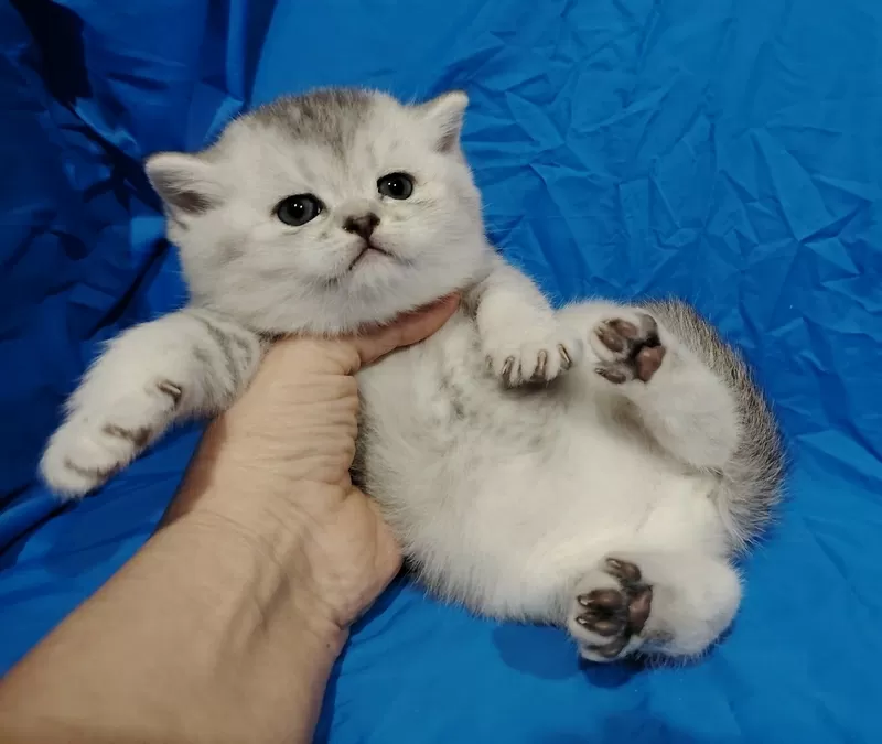 Вислоухие и прямоухие котята.шиншиллята. 5