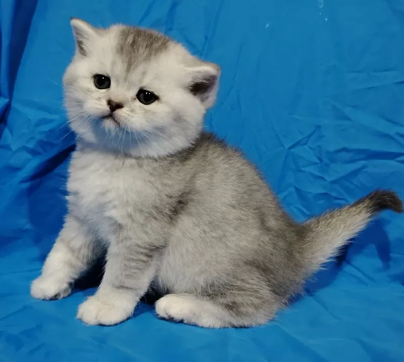 Вислоухие и прямоухие котята.шиншиллята. 6