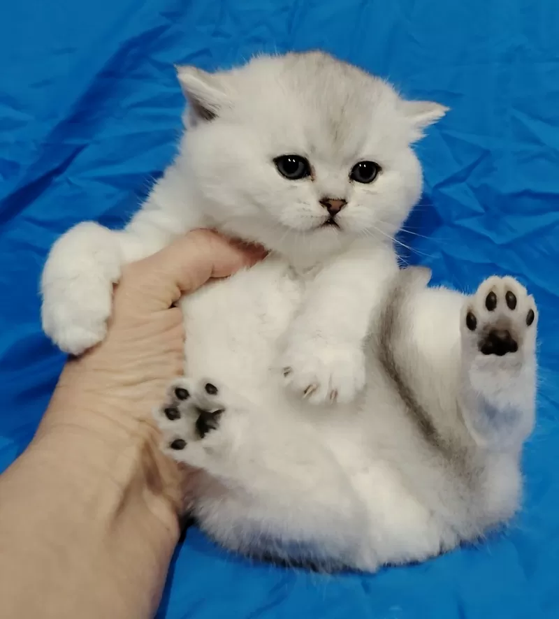 Вислоухие и прямоухие котята.шиншиллята. 4