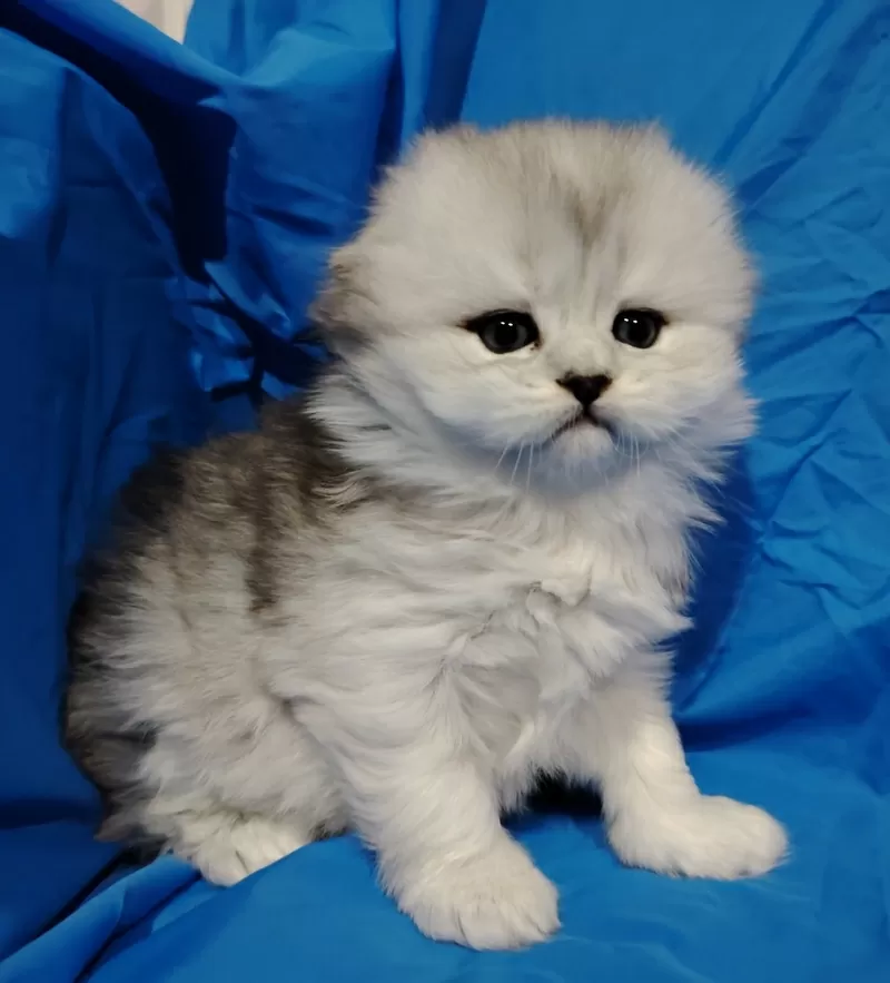 Вислоухие и прямоухие котята.шиншиллята. 2