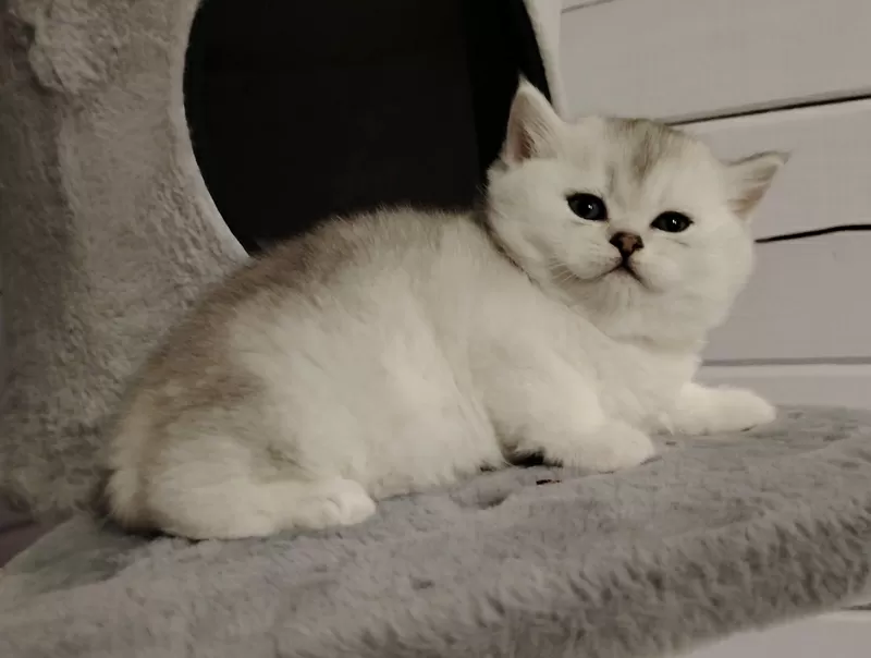 Породистые шотландские котята, большой выбор. 2