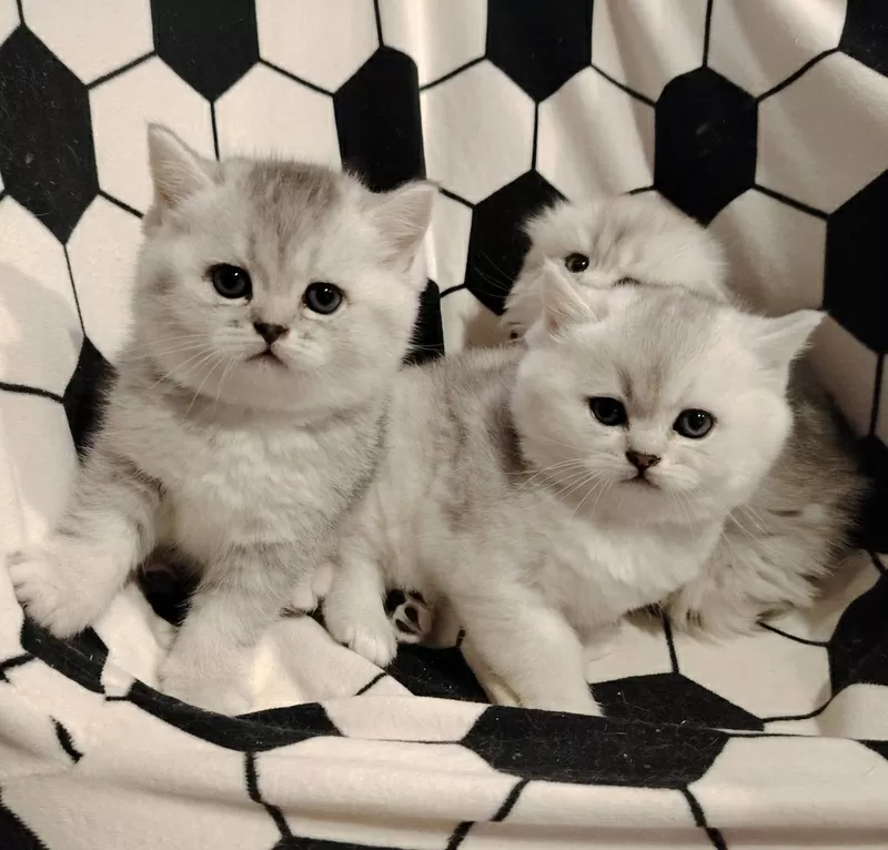 Породистые шотландские котята, большой выбор.