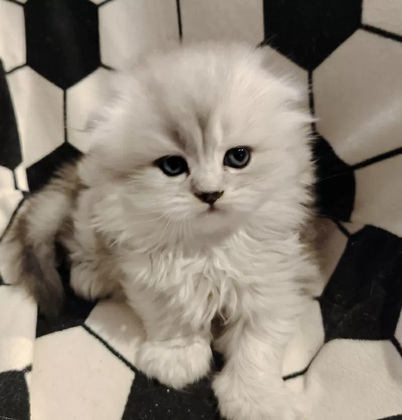 Породистые шотландские котята, большой выбор. 3