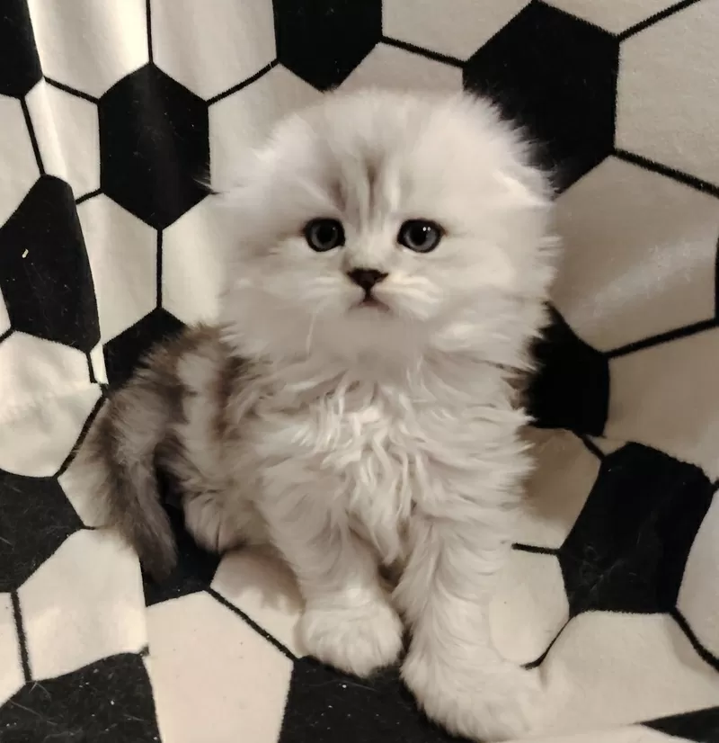 Породистые шотландские котята, большой выбор. 4