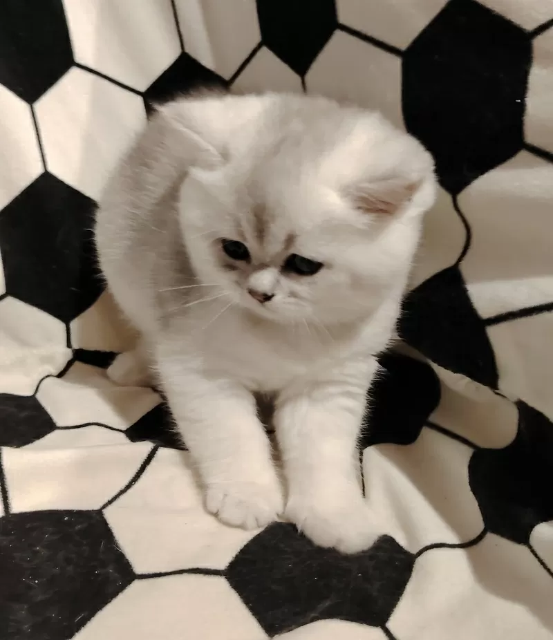 Породистый шотландский котенок. 4