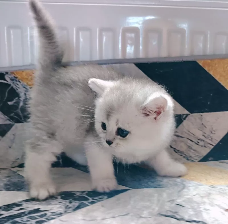 Породистый шотландский котенок.