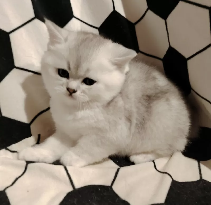 Породистый шотландский котенок. 2