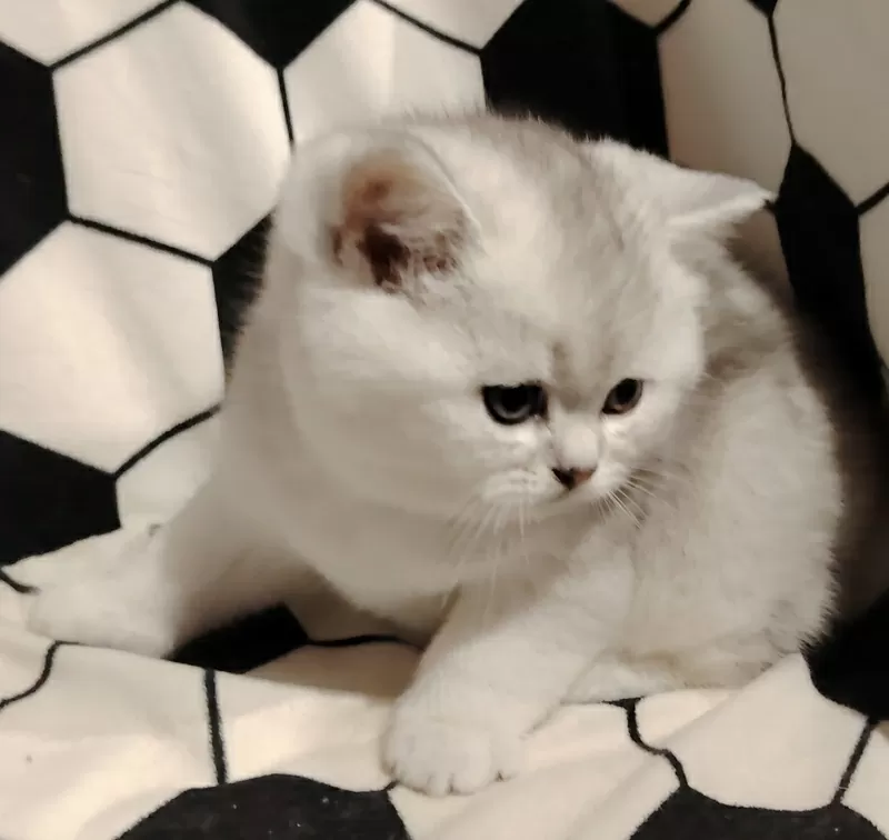 Породистый шотландский котенок. 3