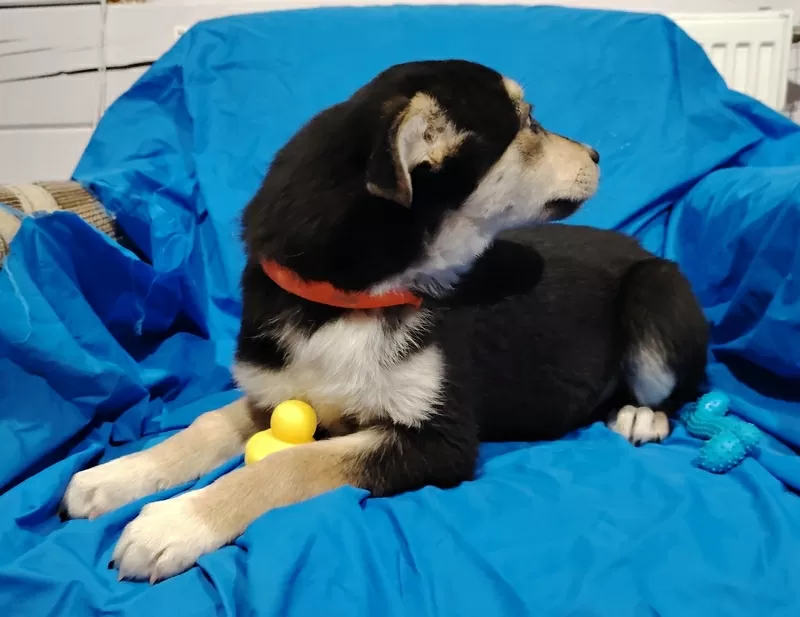 Щенок девочка в добрые ручки. 3