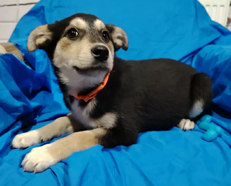 Щенок девочка в добрые ручки. 2