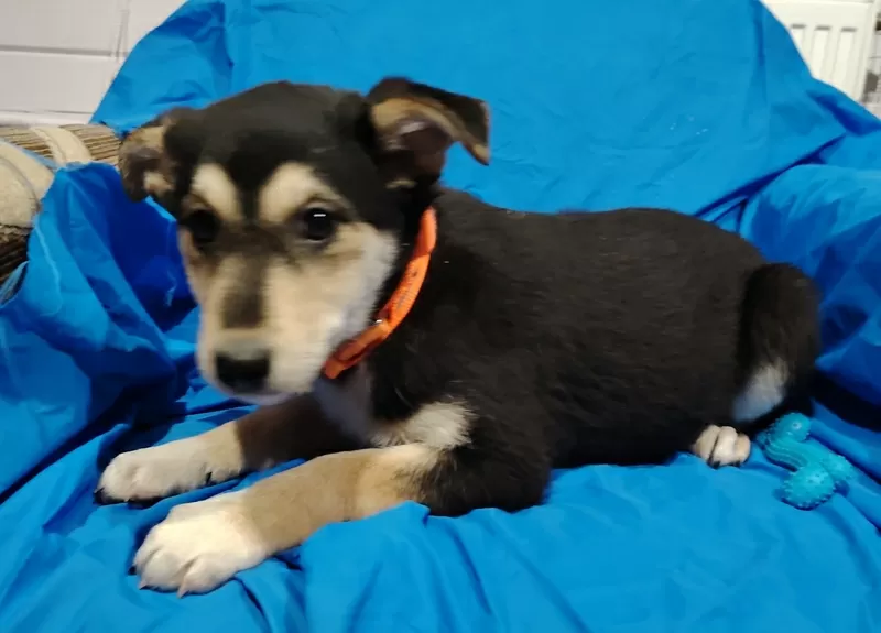 Щенок девочка в добрые ручки.