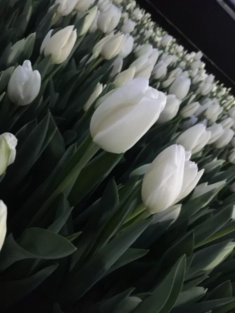 Тюльпаны опт красные. Документы. 3