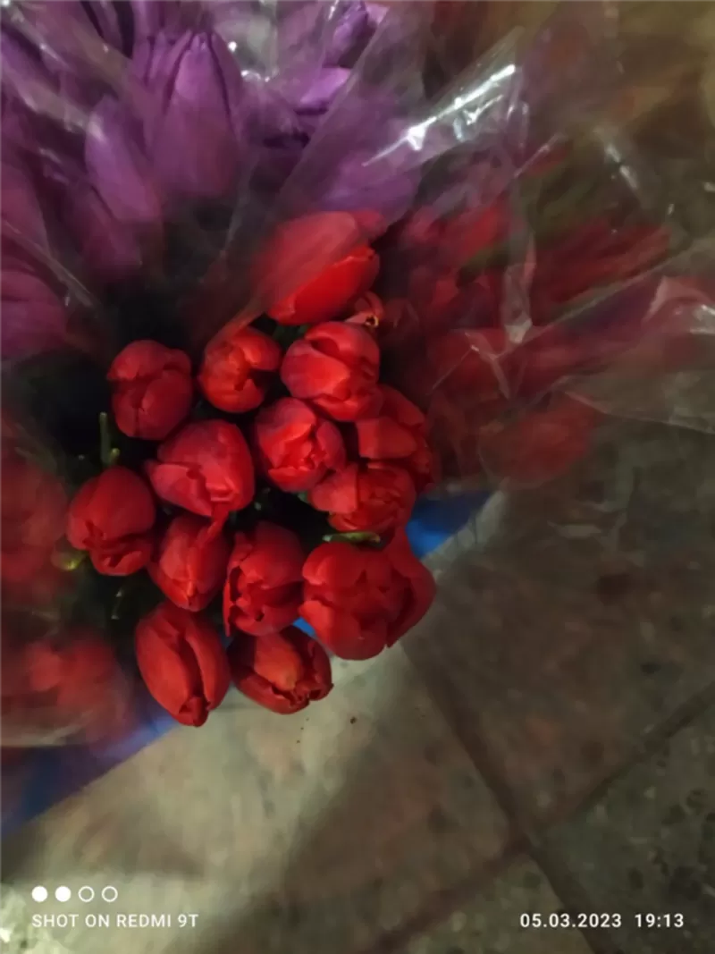 Тюльпаны жёлтые оптом. Документы. 4