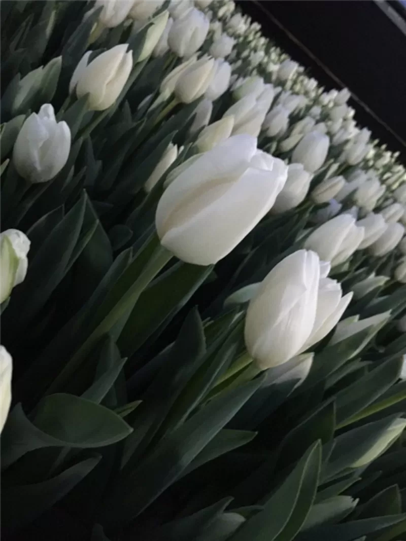 Тюльпаны жёлтые оптом. Документы. 5