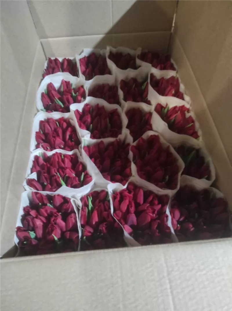 Тюльпаны жёлтые оптом. Документы. 2