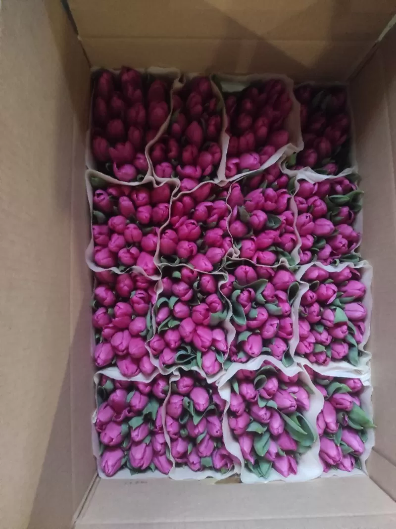 Тюльпаны розовые опт. Документы. 3