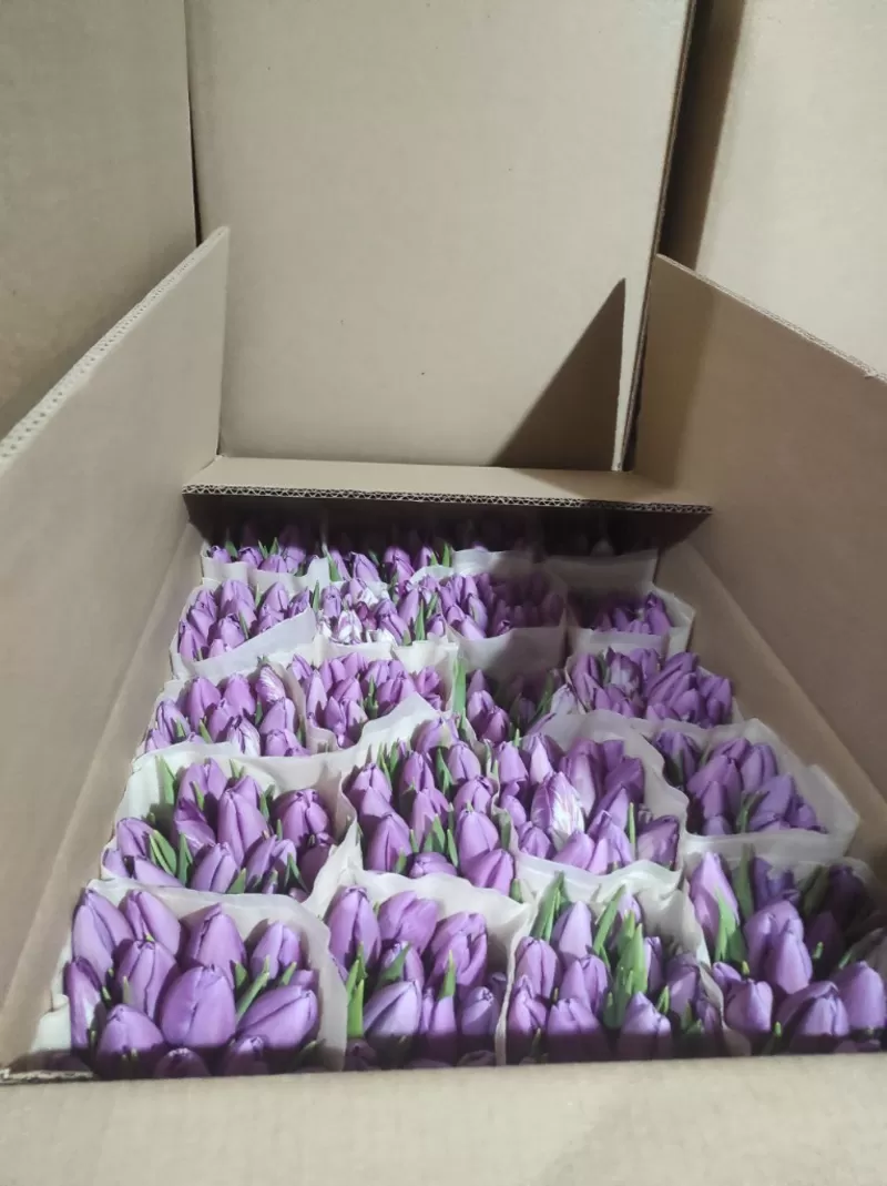 Тюльпаны белые опт. Документы. 3