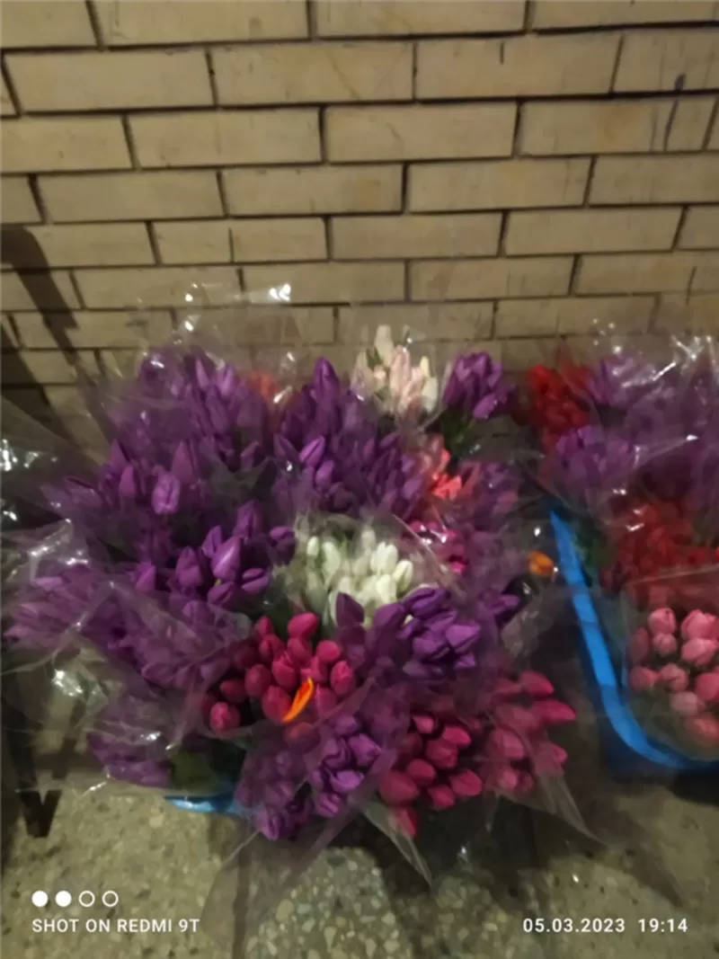 Тюльпаны фиолетовые оптом .Документы. 4