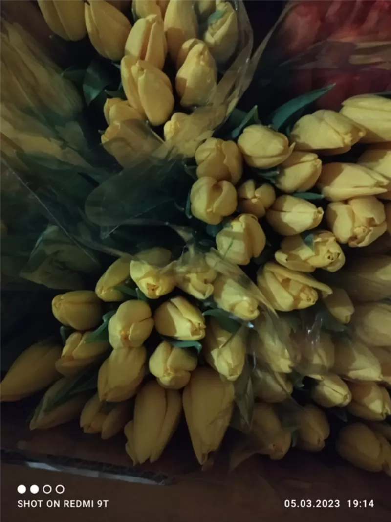 Тюльпаны фиолетовые оптом .Документы. 3