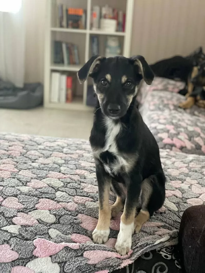 Умнейшая Козявочка ждет свою семью (В дар) 3