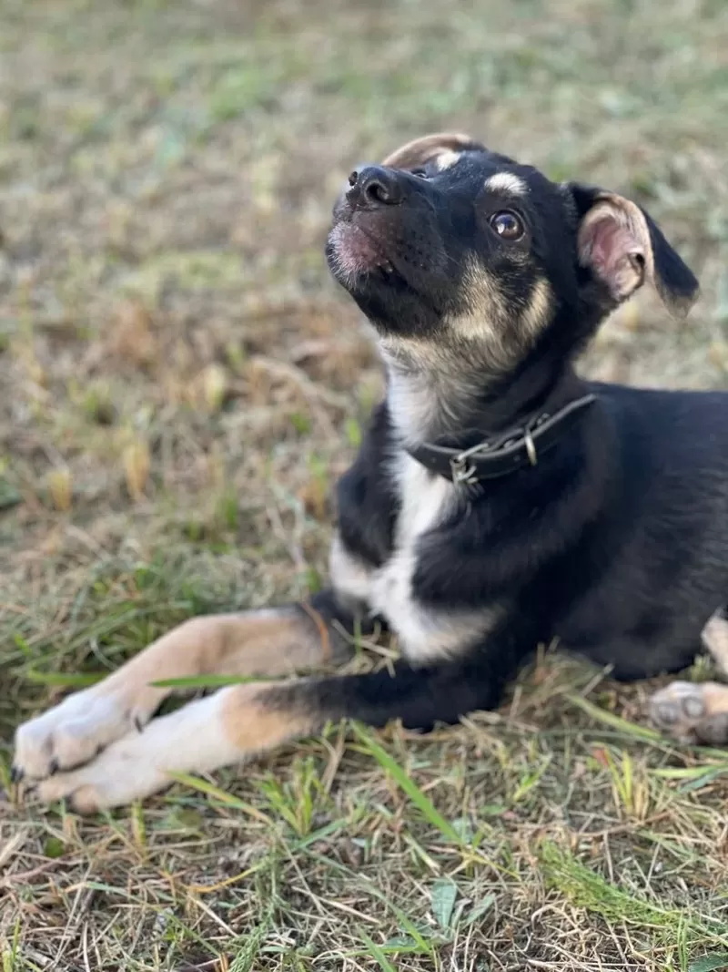 Умнейшая Козявочка ждет свою семью (В дар) 2