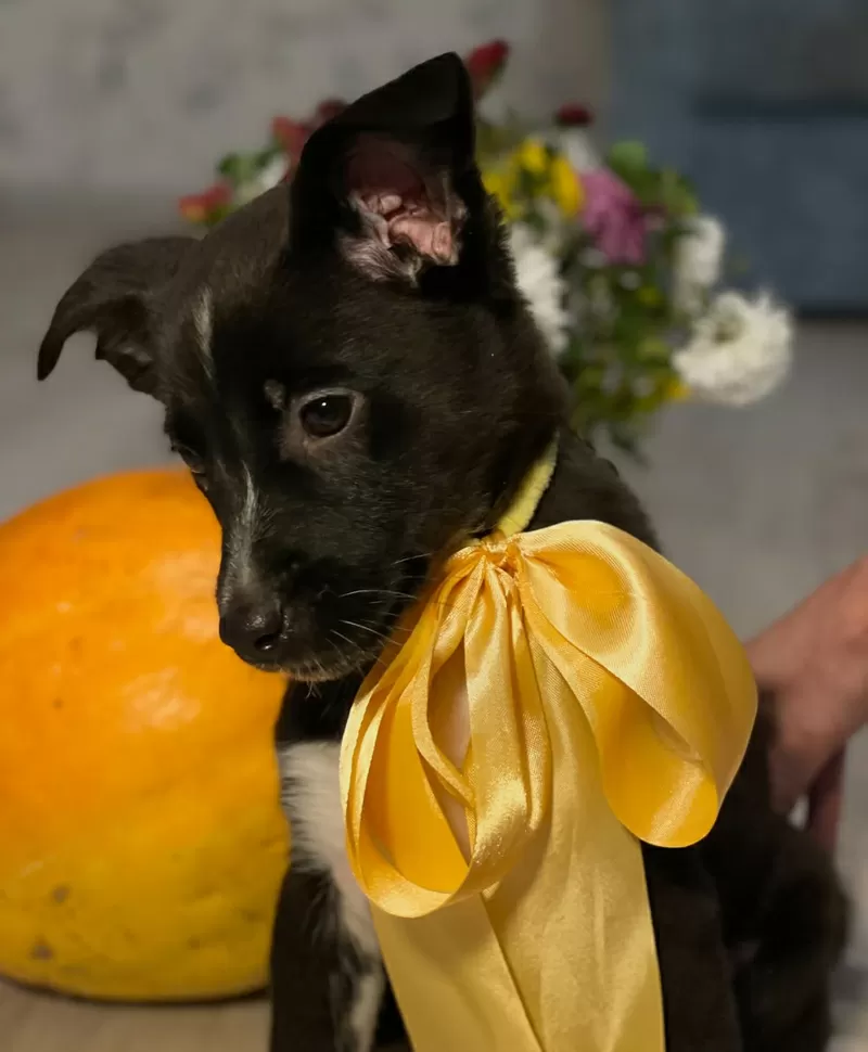 Крошечке очень нужен дом (в дар) 2