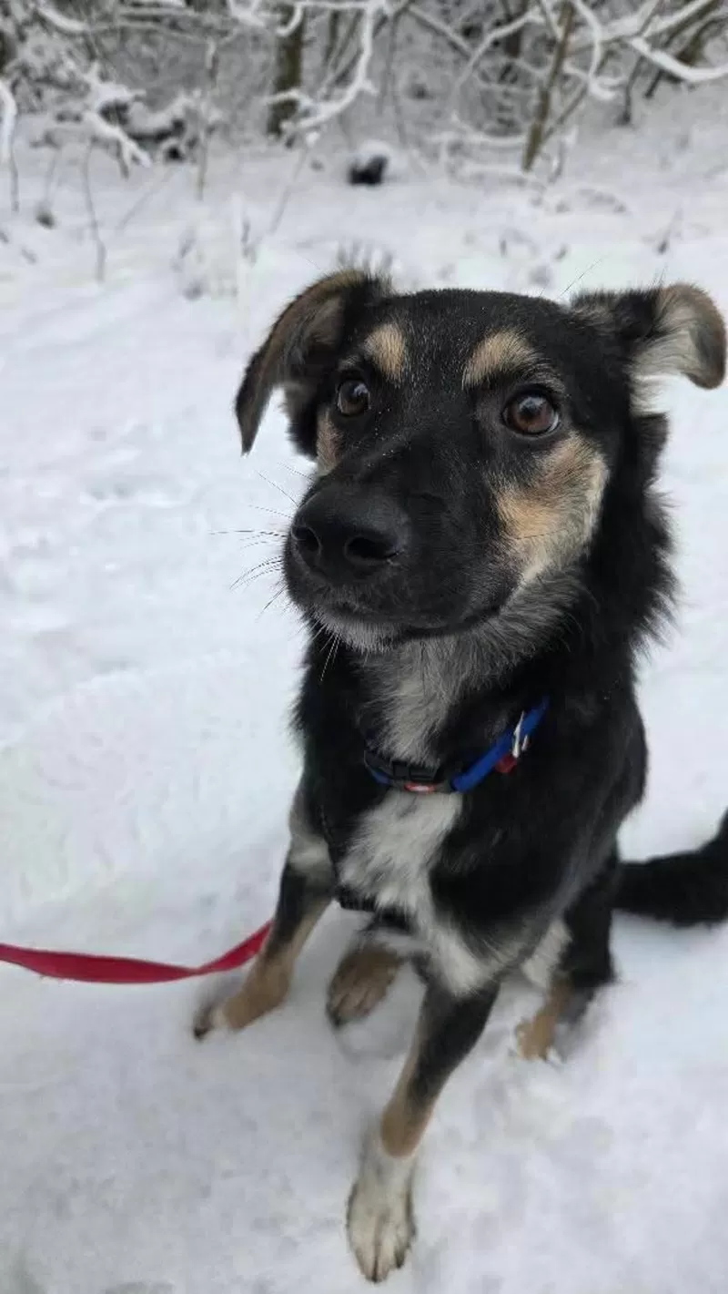 Умнейшая Козявочка ждет свою семью (В дар) 4