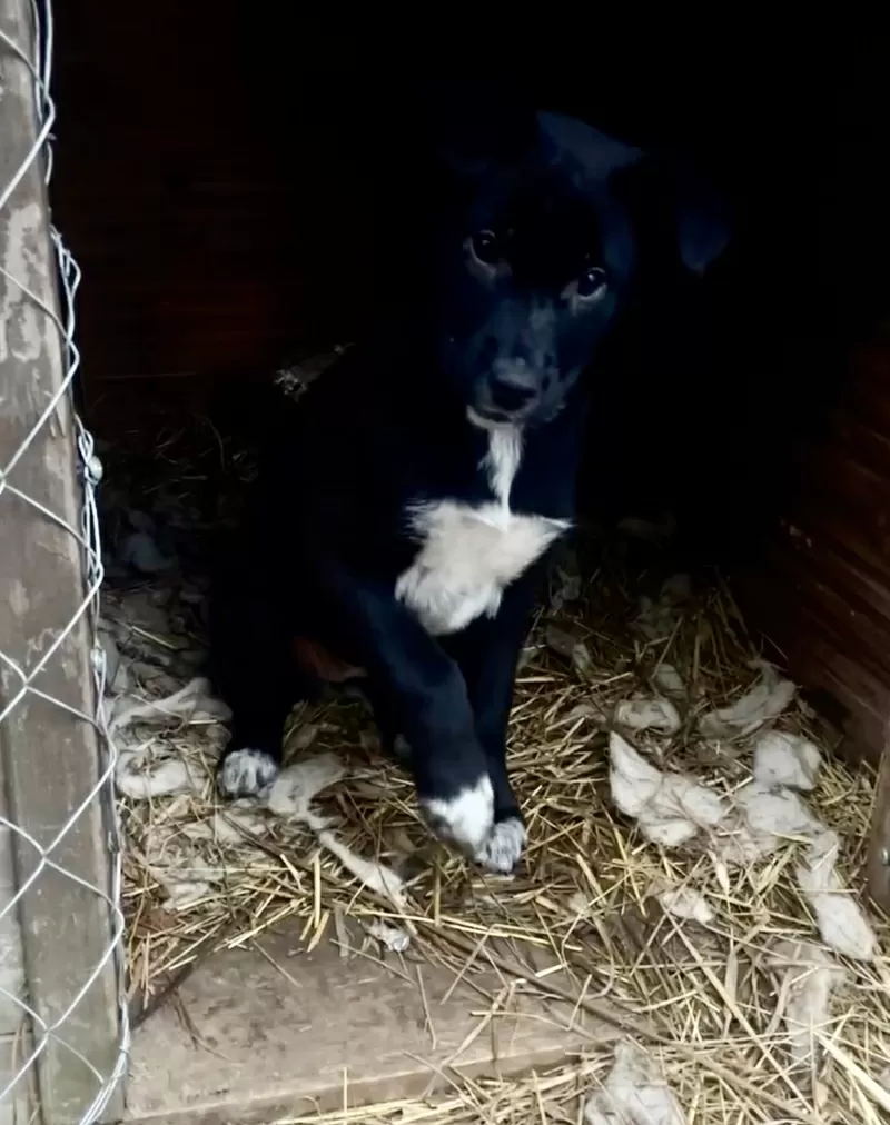 Замечательная Стрелочка ищет дом (В дар) 3