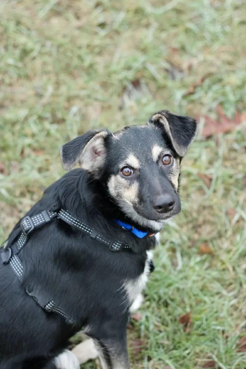 Умнейшая Козявочка ждет свою семью (В дар) 5