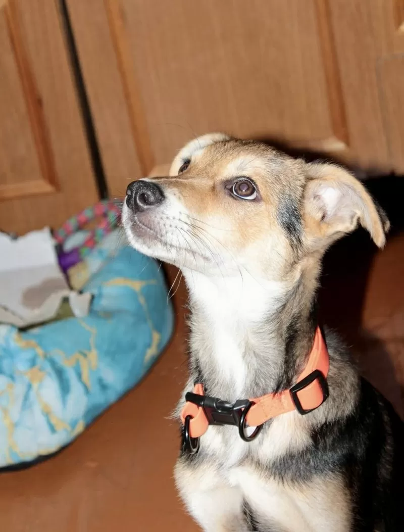 Жучок ждет свою семью (В дар) 3