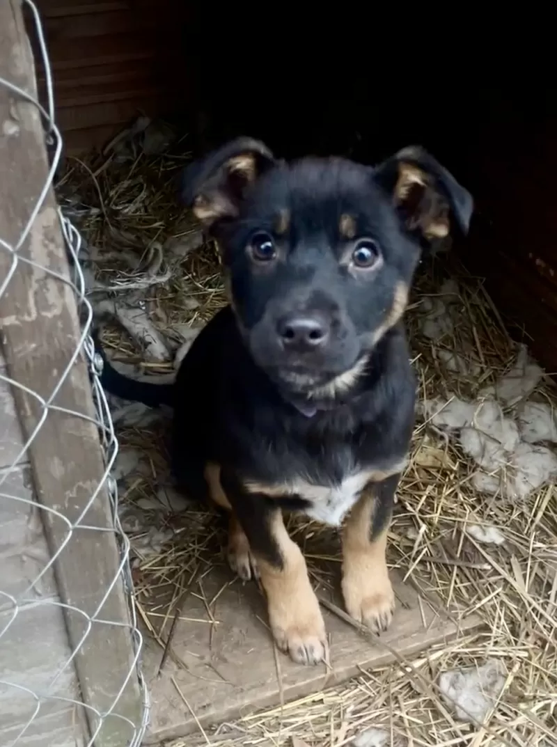 Шоколапке нужна семья (в дар) 2