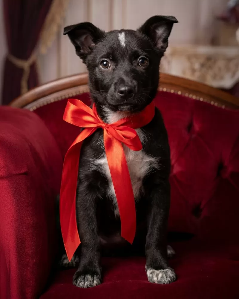 КАРТОШЕЧКА ИЩЕТ ДОМ (В дар) 5