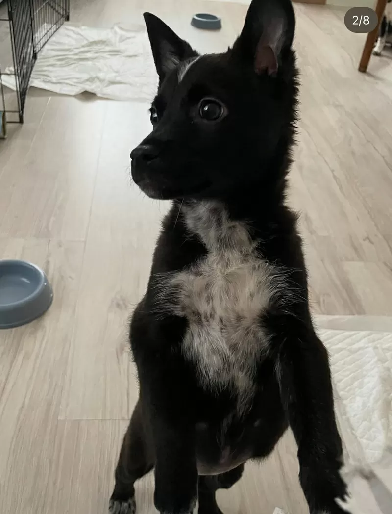 КАРТОШЕЧКА ИЩЕТ ДОМ (В дар) 4