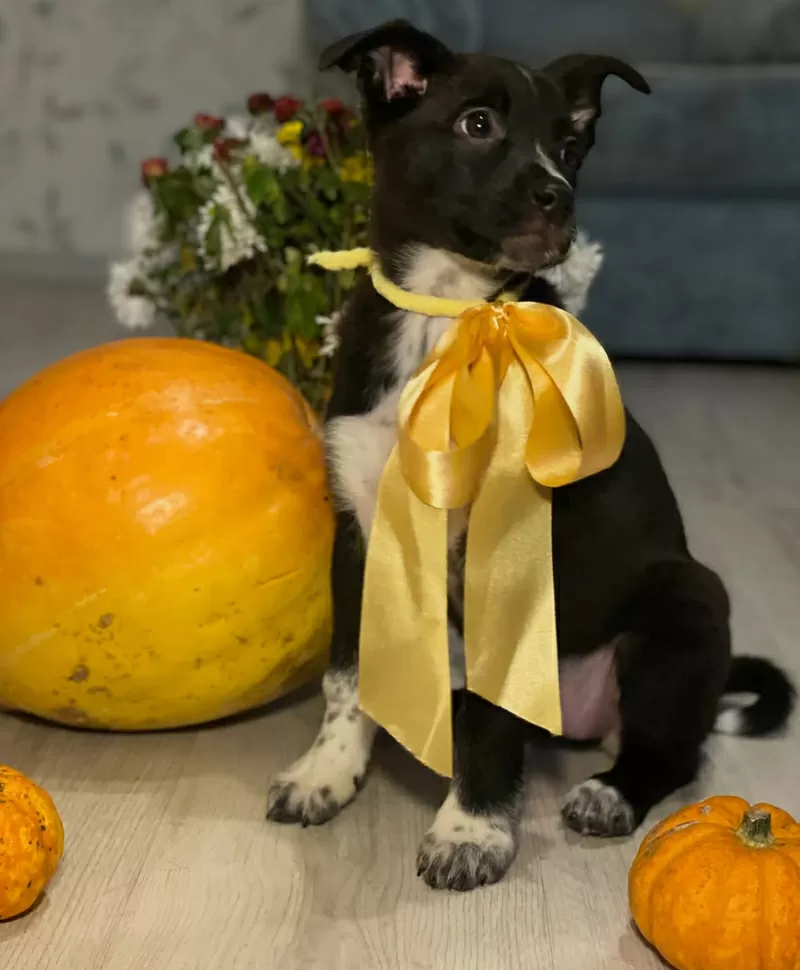 Крошечке очень нужен дом (в дар) 7