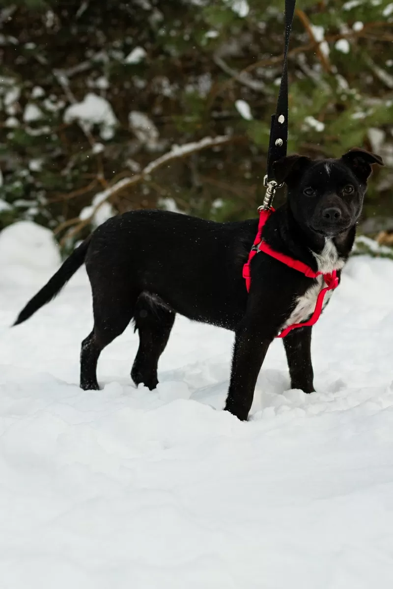 КАРТОШЕЧКА ИЩЕТ ДОМ (В дар) 7