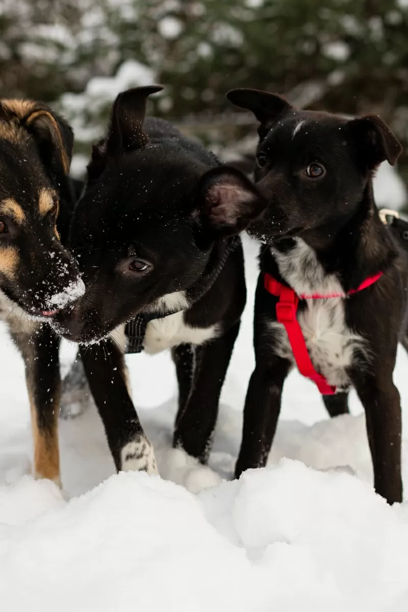 Крошечке очень нужен дом (в дар) 4