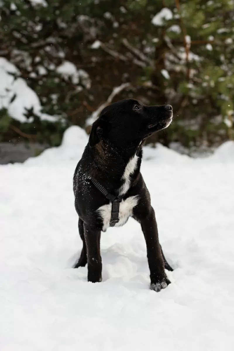 Замечательная Стрелочка ищет дом (В дар) 5