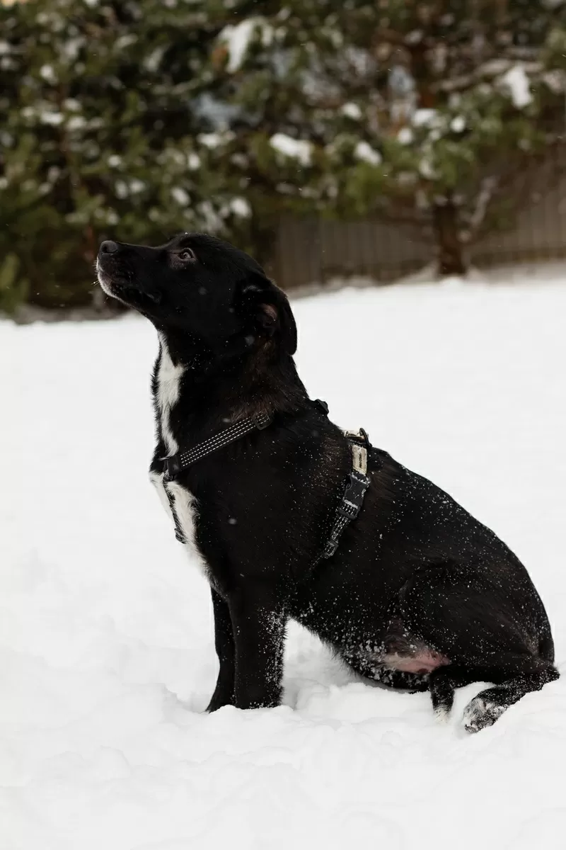 Замечательная Стрелочка ищет дом (В дар) 6