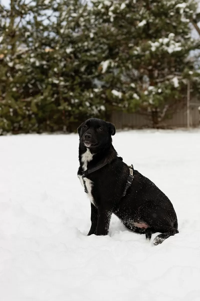 Замечательная Стрелочка ищет дом (В дар) 7