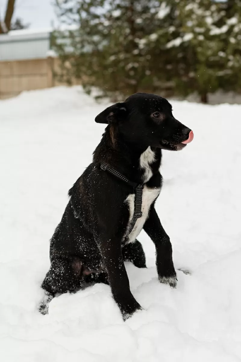 Замечательная Стрелочка ищет дом (В дар)