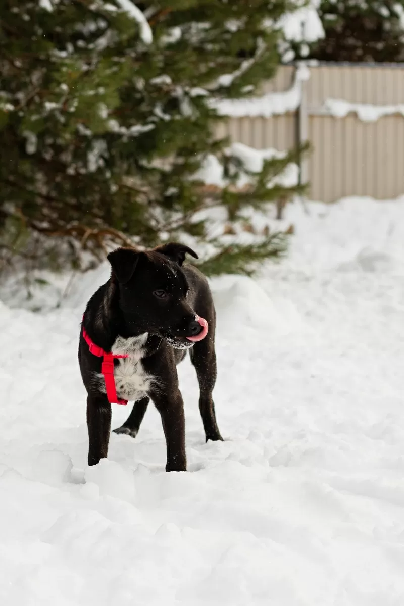 КАРТОШЕЧКА ИЩЕТ ДОМ (В дар) 3