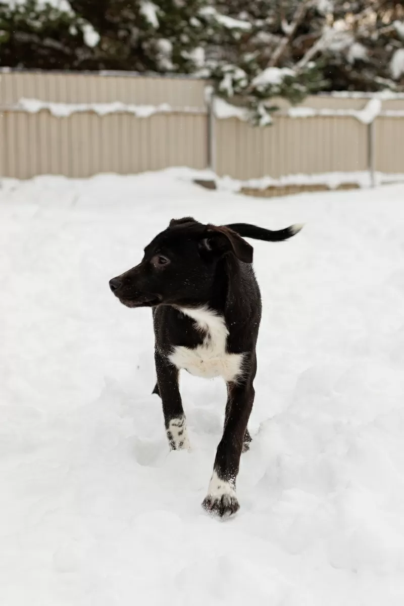 Крошечке очень нужен дом (в дар) 3