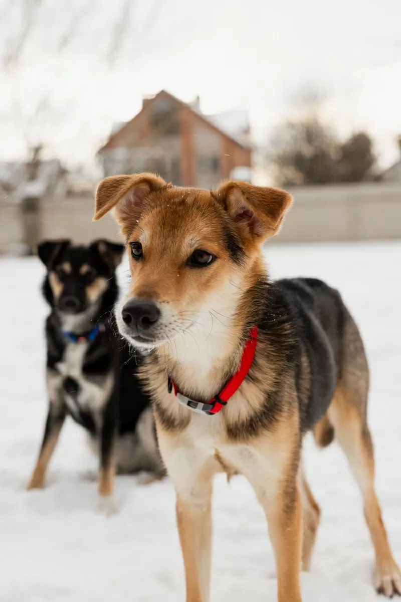 Жучок ждет свою семью (В дар)