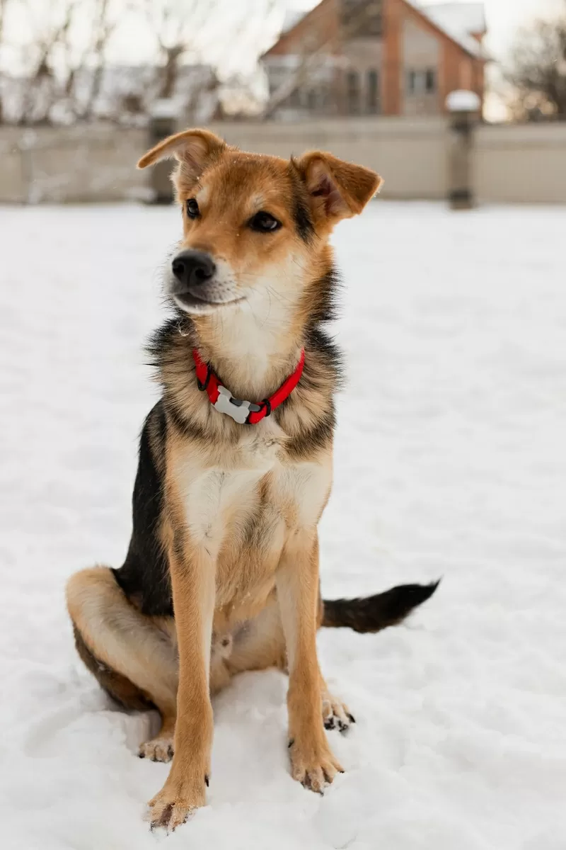 Жучок ждет свою семью (В дар) 5