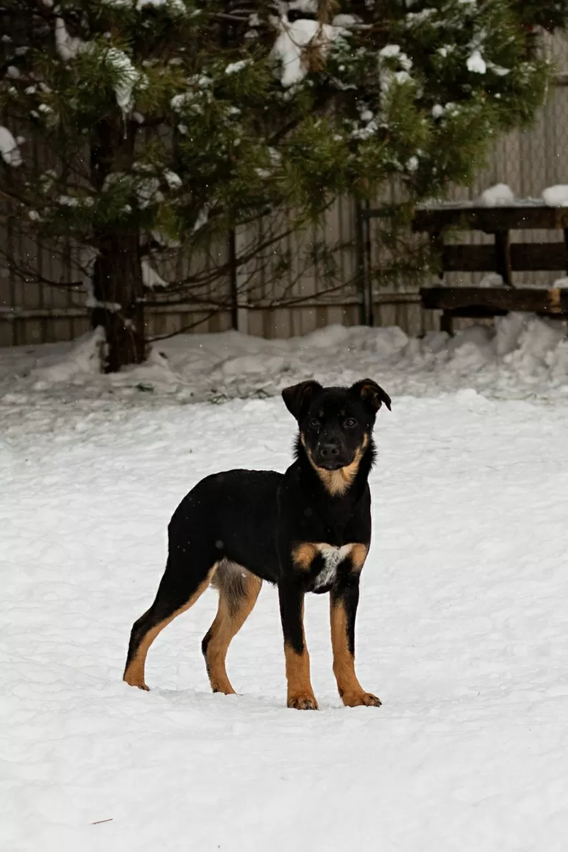 Шоколапке нужна семья (в дар) 5