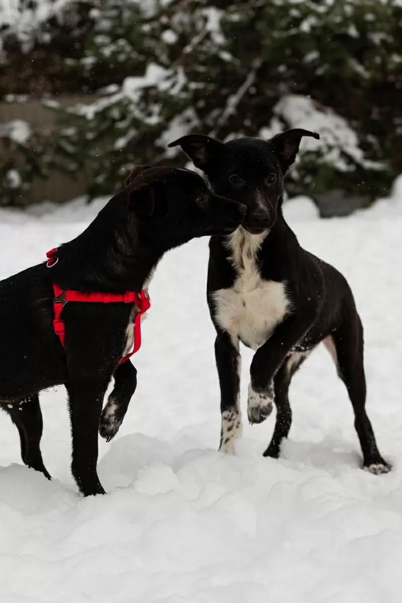 Крошечке очень нужен дом (в дар) 6