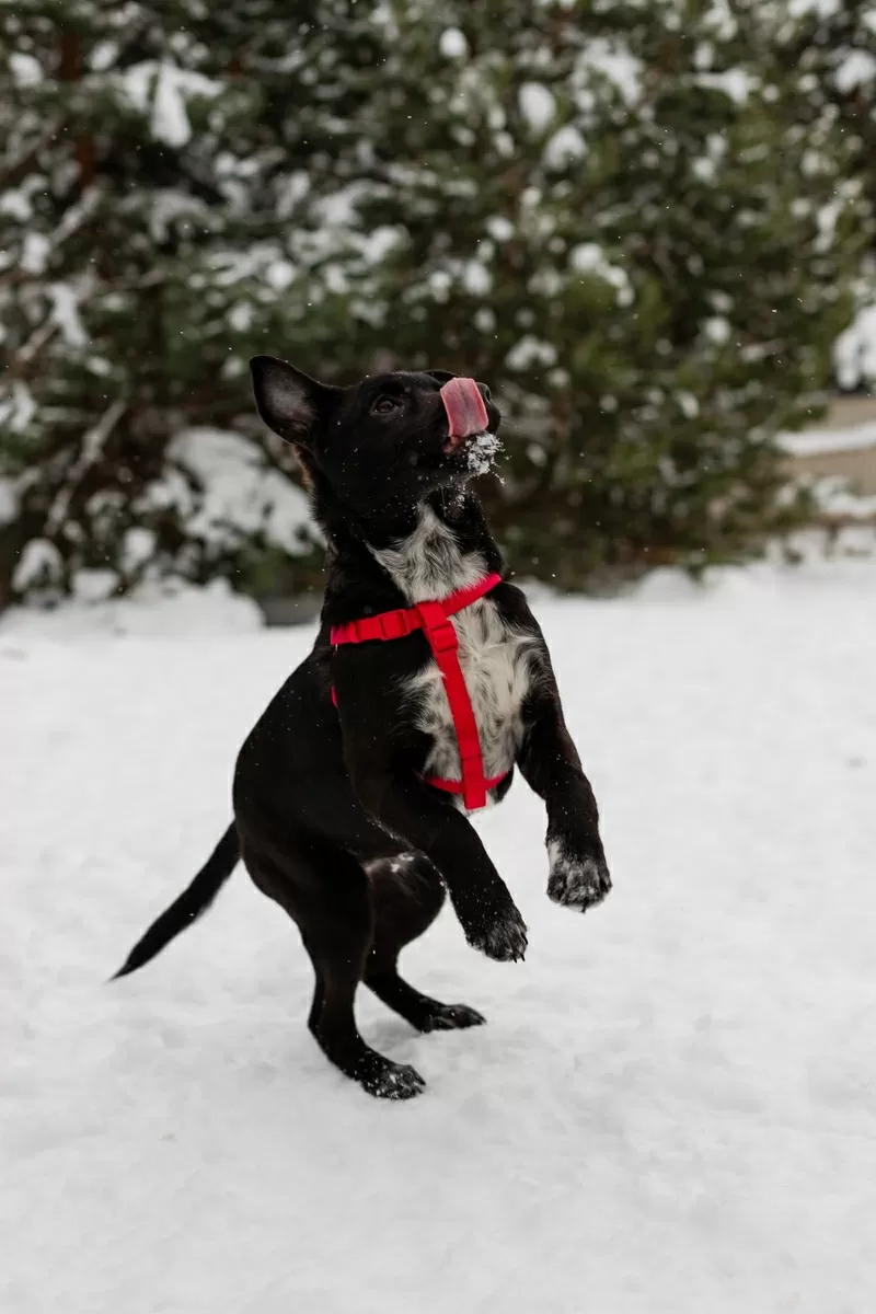 КАРТОШЕЧКА ИЩЕТ ДОМ (В дар)