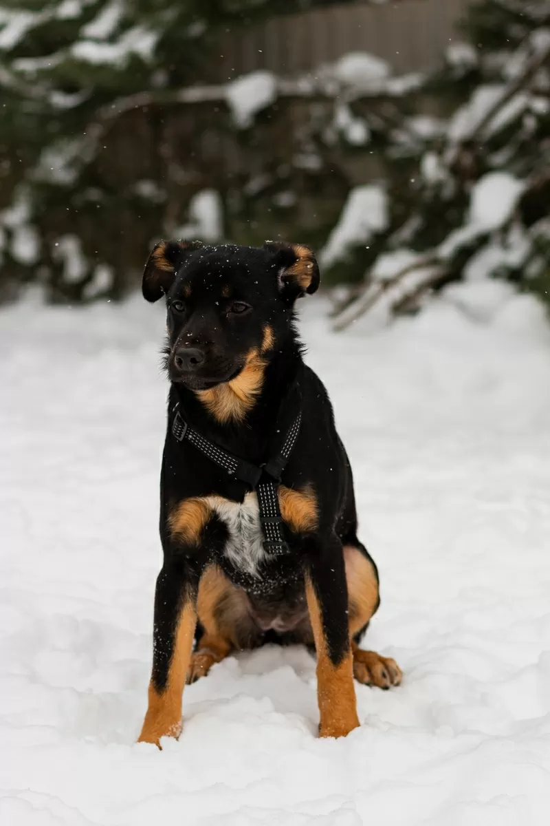 Шоколапке нужна семья (в дар) 4