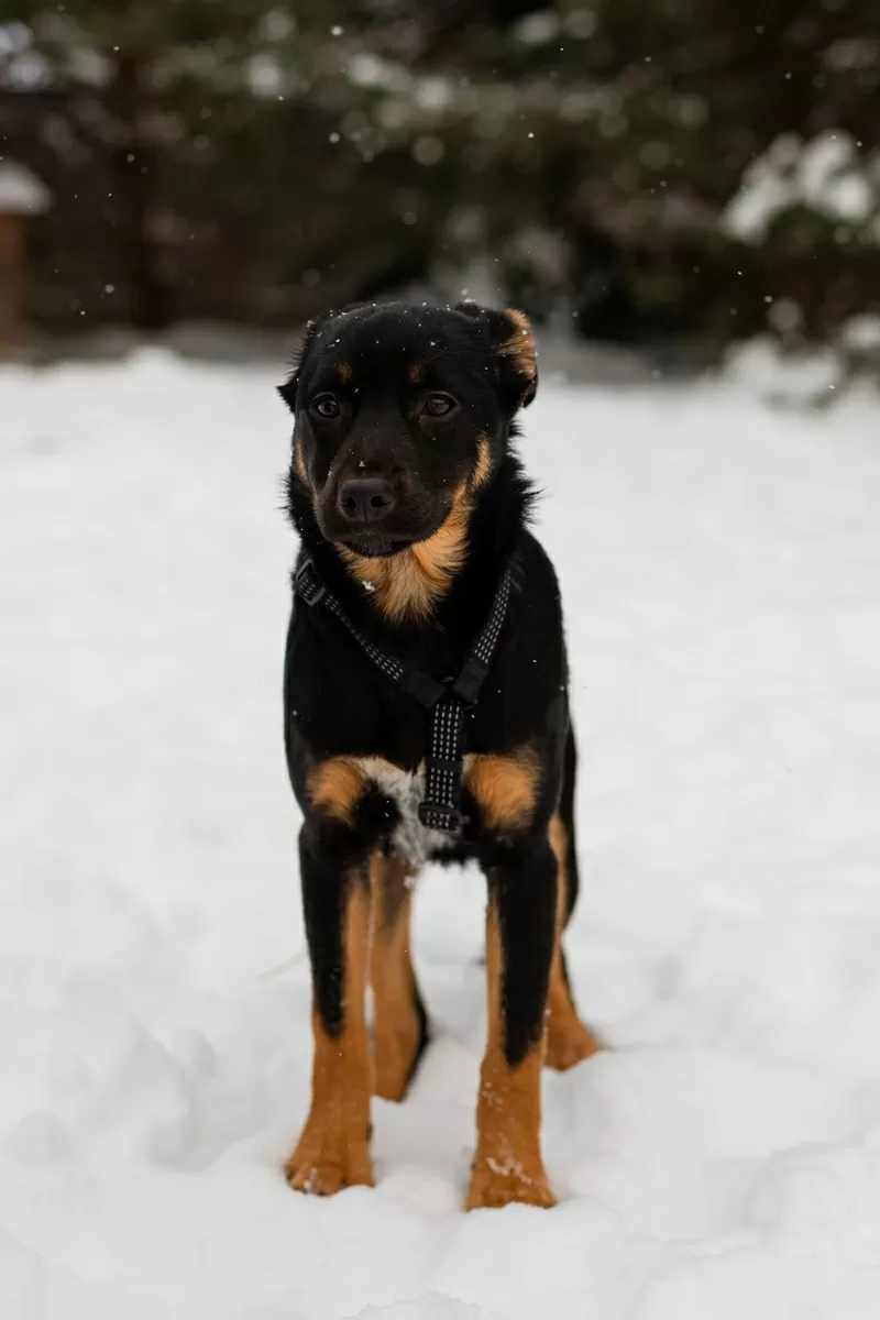 Шоколапке нужна семья (в дар) 3