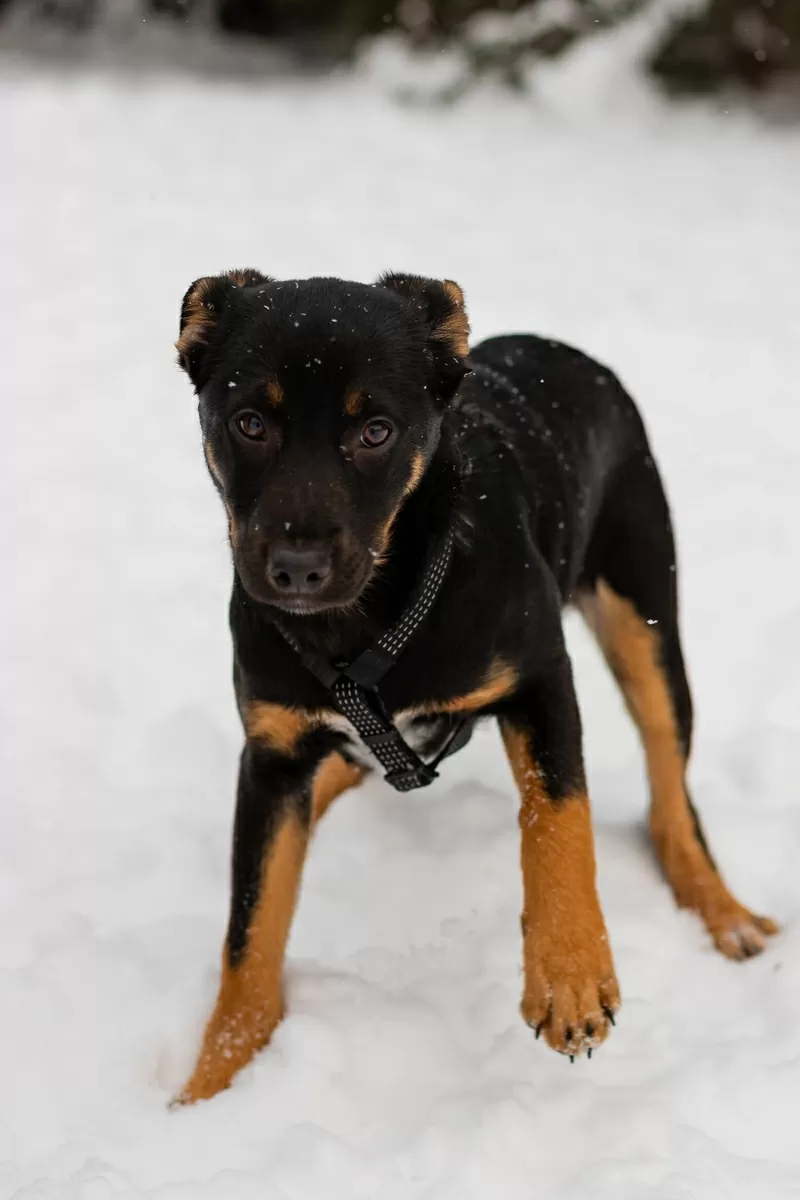 Шоколапке нужна семья (в дар)